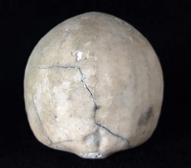 Echinocorys scutata (LESKE 1778) - Bild © FossNet FossilienStore